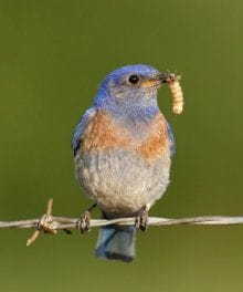 The Early Bird Gets the Worm